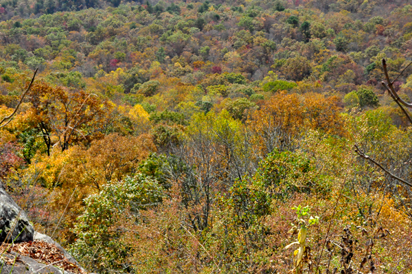 fall colors